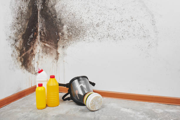 Best Certified Mold Removal  in Rapid Valley, SD