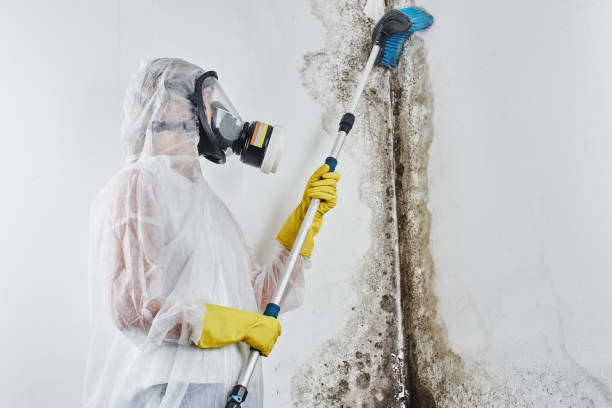 Home Mold Removal