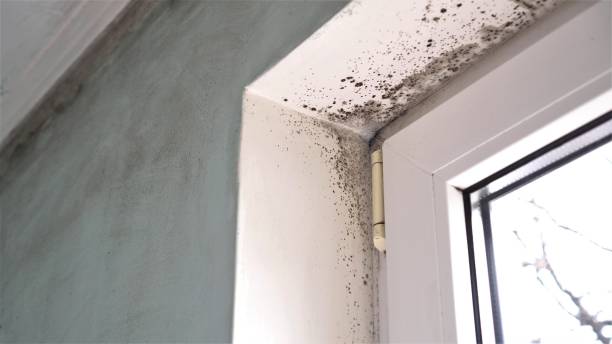 Best Mold Damage Repair  in Rapid Valley, SD