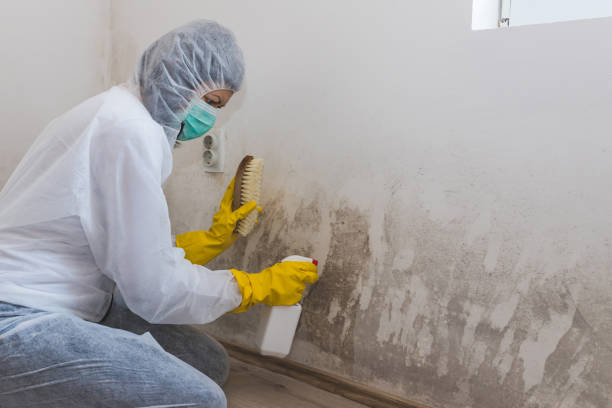 Best Mold Cleaning Services  in Rapid Valley, SD