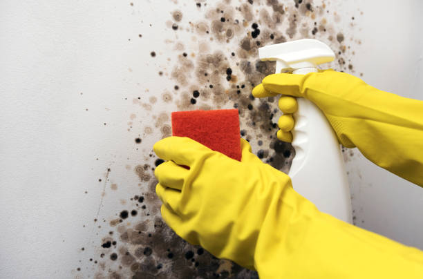 Best Toxic Mold Removal  in Rapid Valley, SD