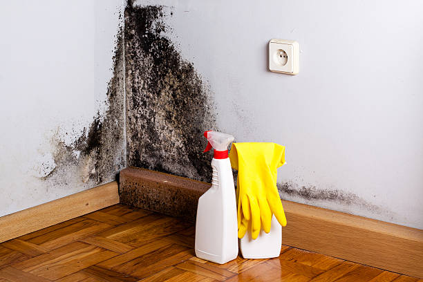 Best Local Mold Removal Service  in Rapid Valley, SD